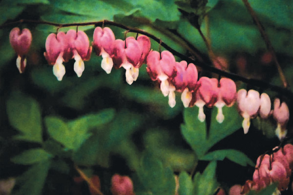 string of hearts - flowers