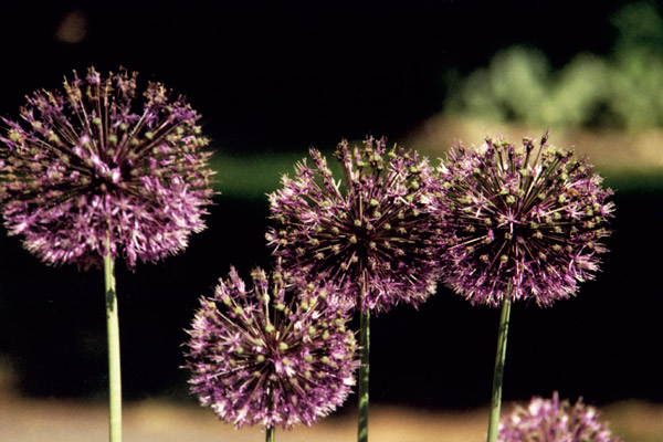 purple dandelions